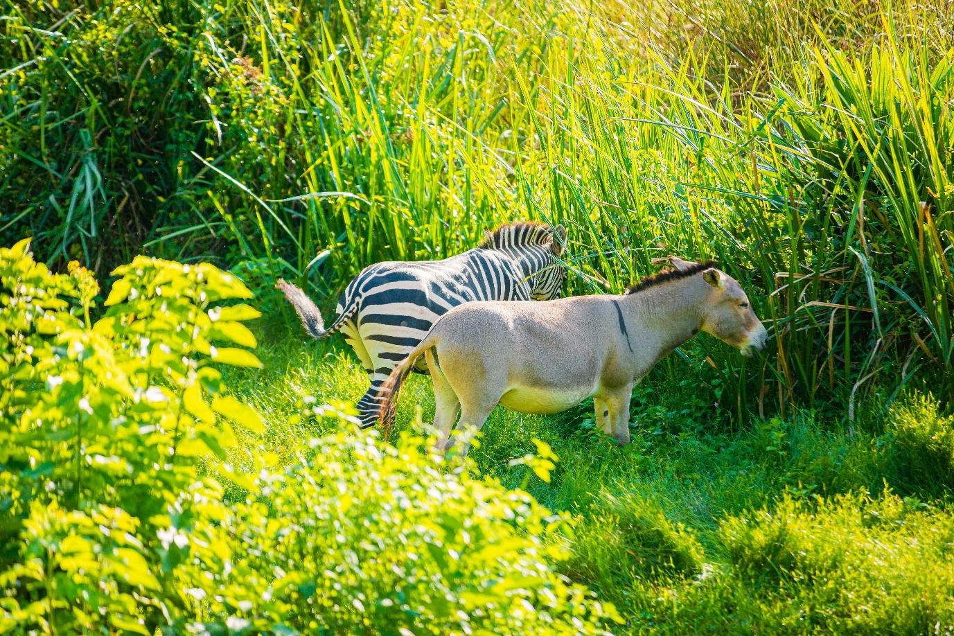 Zebra close-up - Uganda wildlife