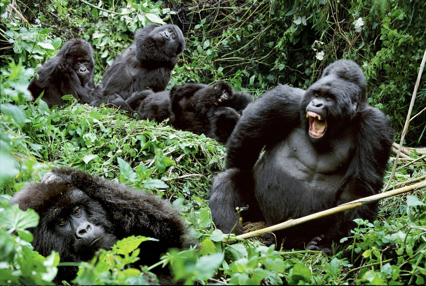 Safari Packages