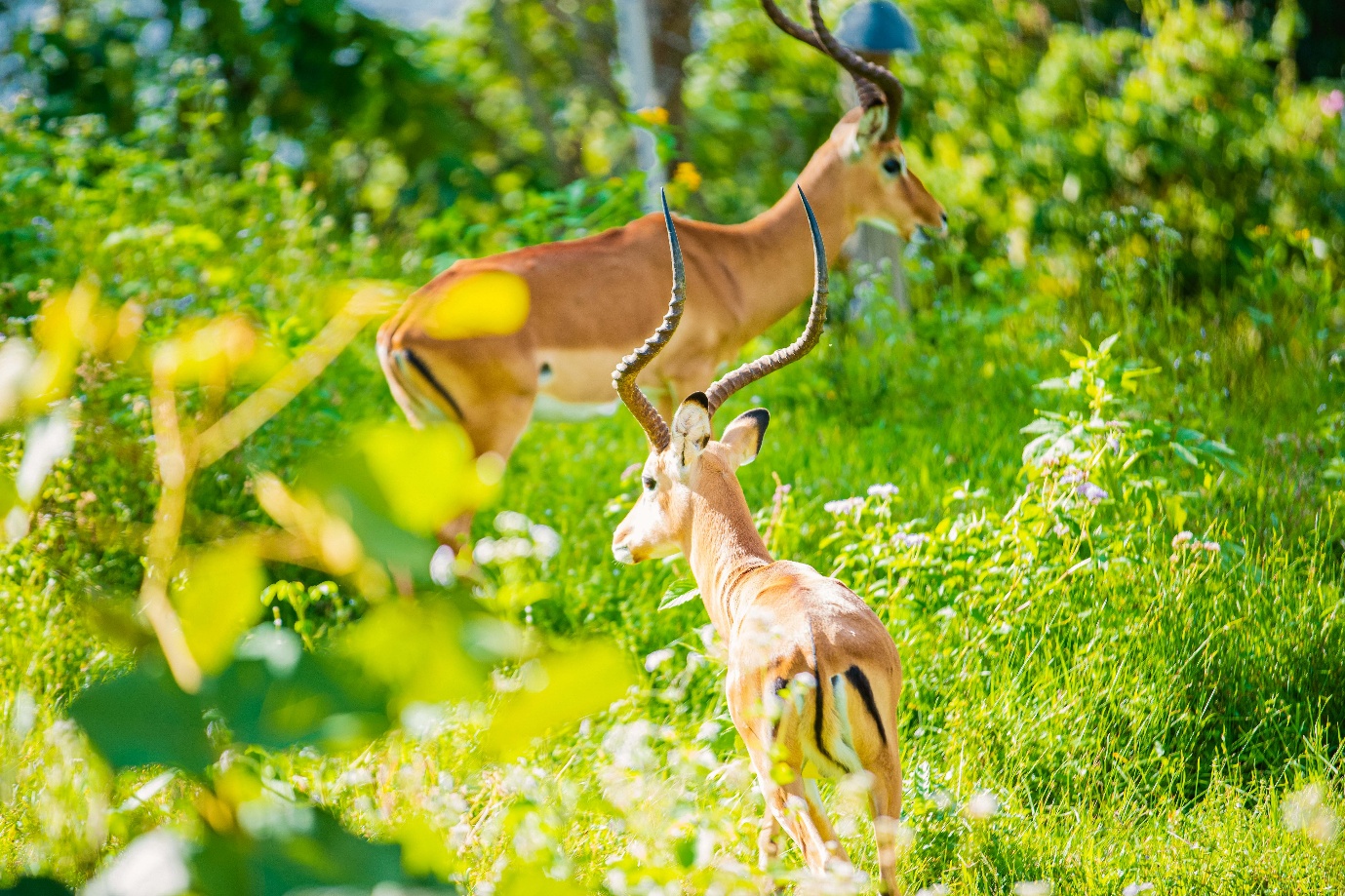 Impala in Uganda national park